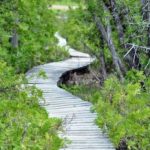 petrelpoint_boardwalk2-218×300.jpg