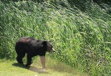 Spring brings out wildlife – be on the lookout
