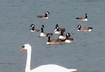 Swans and geese fill Miramichi Bay on Lake Huron