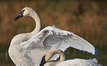 Two Swans Shot at Hullett Marsh Provincial Wildlife Area